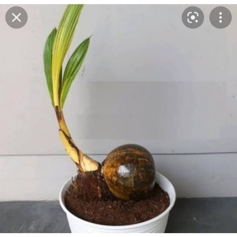 Bonsai kelapa Bahan bonsai kelapa gading kuning