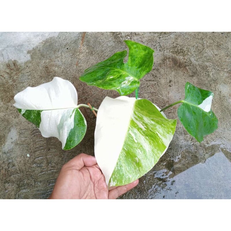 monstera varigata albo