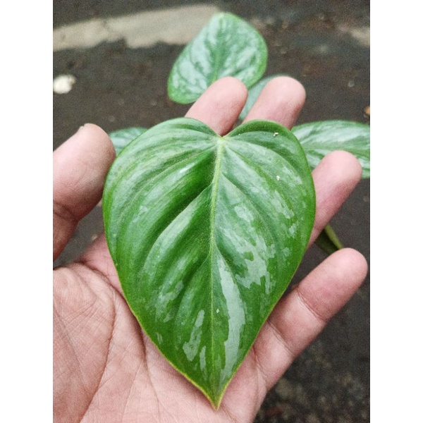 philodendron sodiroi