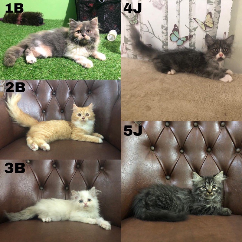 kucing persia longhair bulu kapas