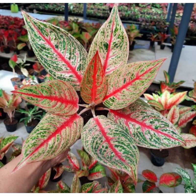 Tanaman hias bunga aglonema legacy Bonggol aglonema legacy