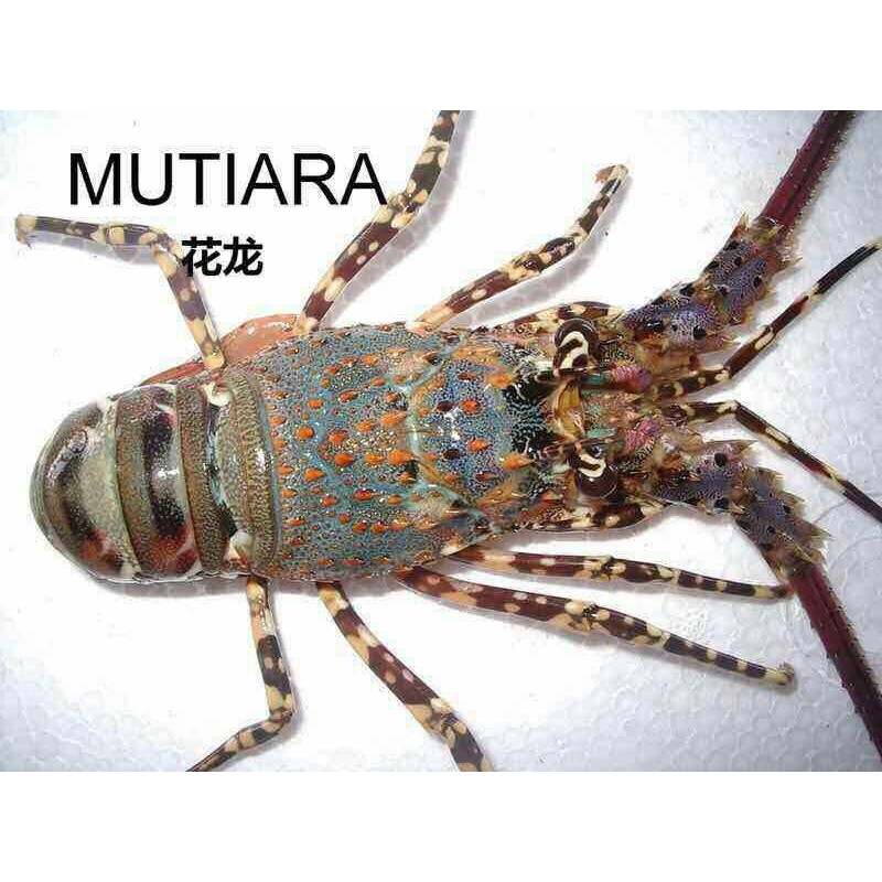

Lobster Mutiara Murah, 1kg+/- per ekor