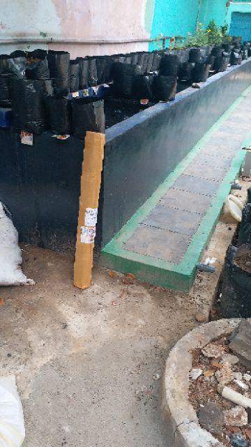 Bibit Tanaman Buah Kesemek Super