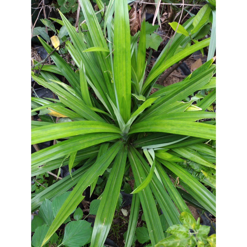 

Daun pandanwangi~ Pandanwangi~Wangi pandan isi 40 lembar
