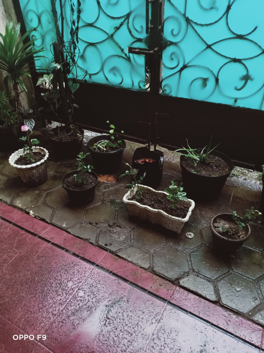 Bibit Tanaman Bunga Mawar Salem