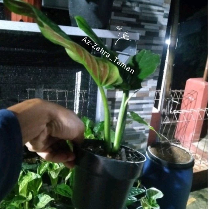 philodendron subhastatum