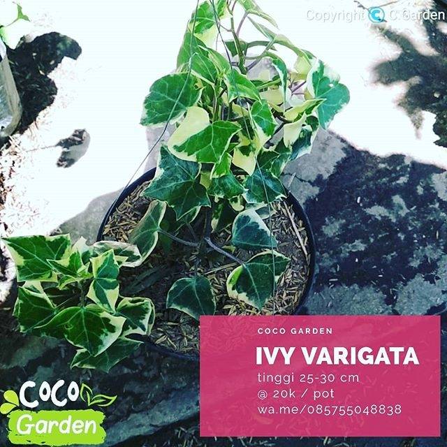 Ivy Varigata