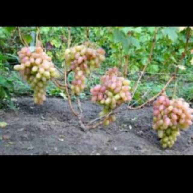 3 bibit anggur import