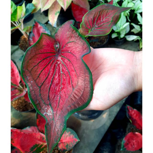 {BEST SELLER} KELADI TAMBUNA MERAH MERONA