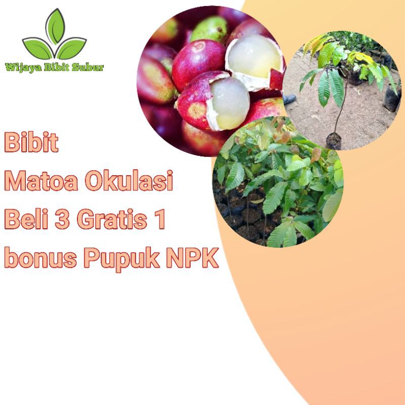 Bibit Tanaman Buah Matoa super - Bibit Matoa Cangkok - Bibit Matoa super asli