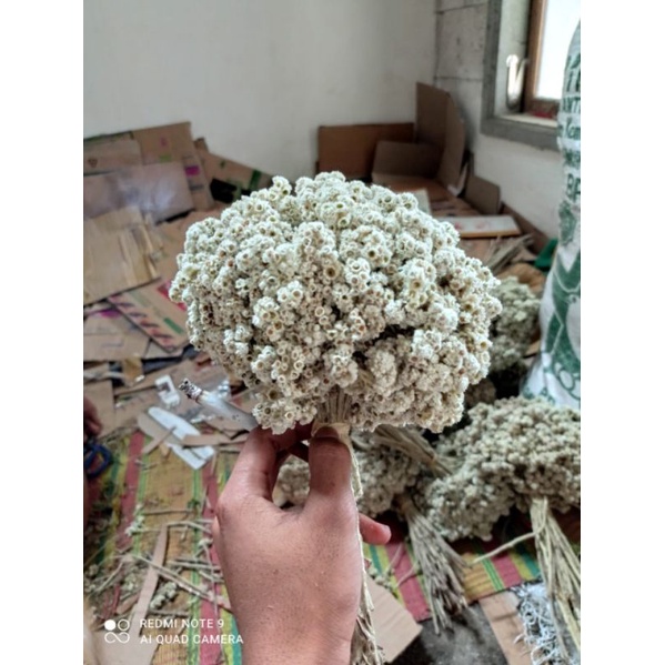BUNGA EDELWEIS KERING ASLI/BUNGA KERING/BUKET BUNGA/DEKORASI