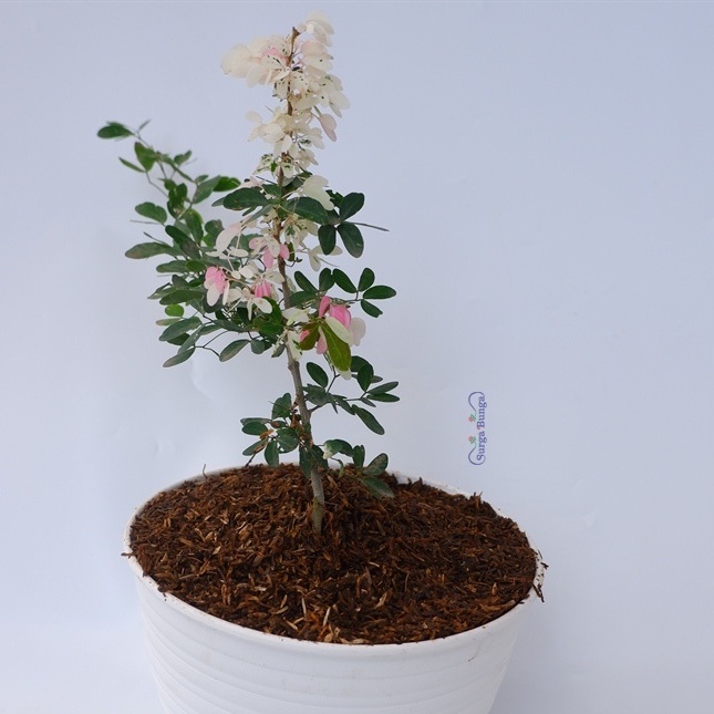 Tanaman Asem Belanda Rimbun Variegata