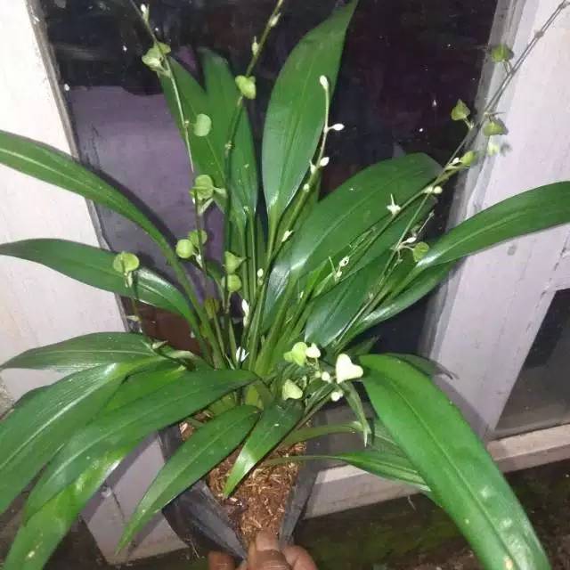 Tanaman hias lili Hema/lili paris hijau