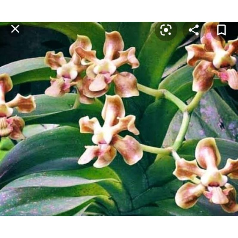 vanda helvola dewasa siap bunga