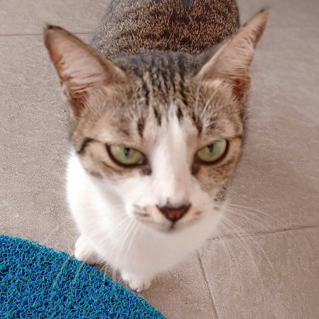 trisja.krisna