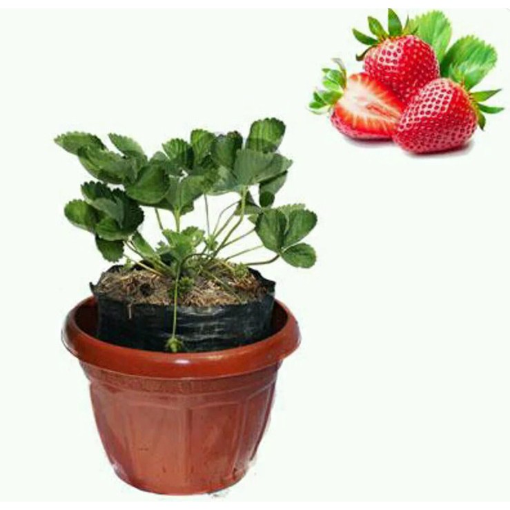 Bibit Strawberry Jumbo