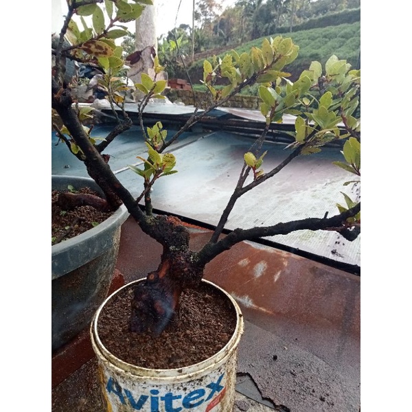 paketan bahan bonsai santigi gunung