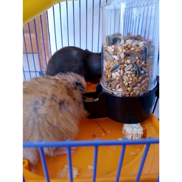 DISPENSER HAMSTER- Tempat Makan Hamster Dispenser Makanan Hamster Burung