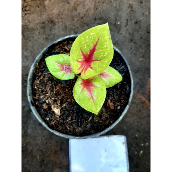 Keladi Hias Tears Of The Sun | Tanaman Hias Caladium / Keladi Hias TOS