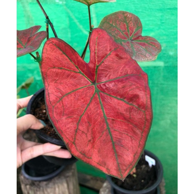 Tanaman Hias Keladi Festivia / Tanaman Hias Anakan Keladi Murah / Tanaman Hias Hidup / Bunga Hias Mu