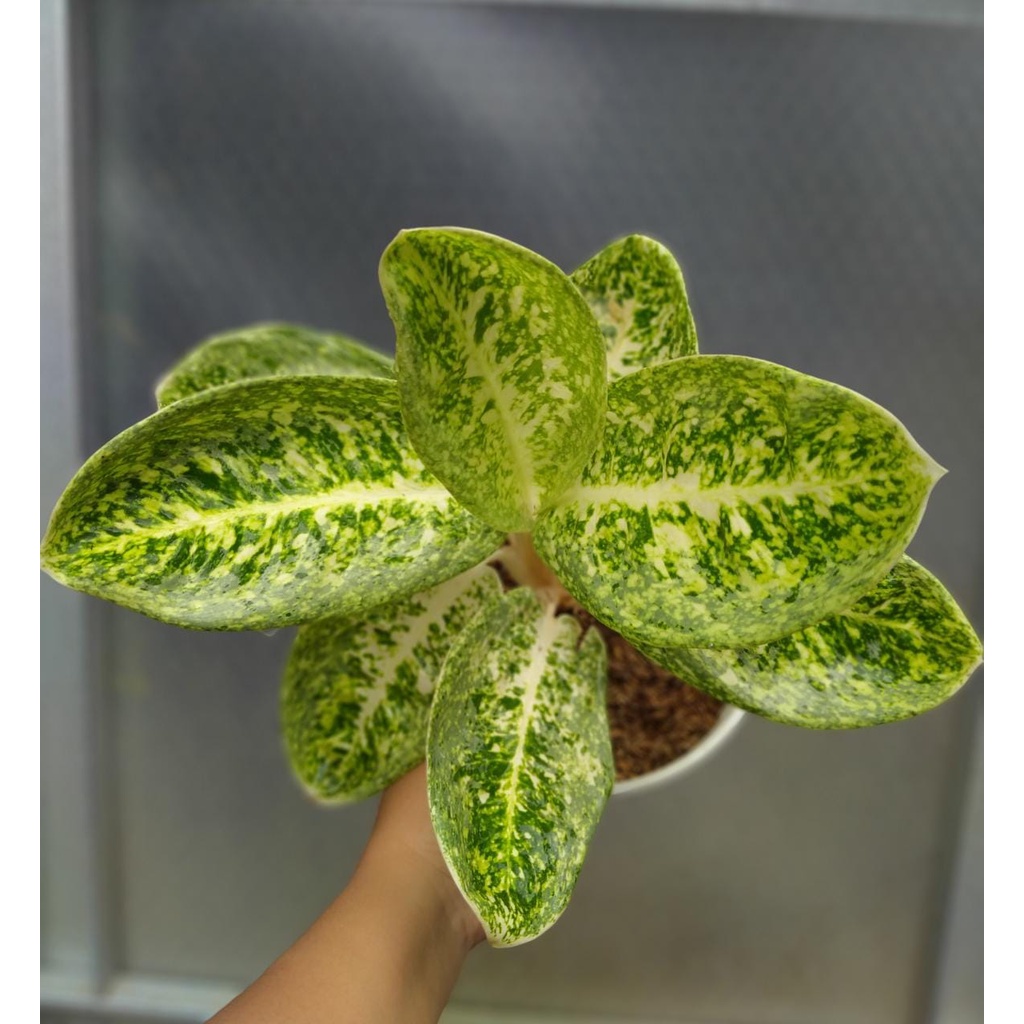 Tanaman Hias Indoor aglonema milky way
