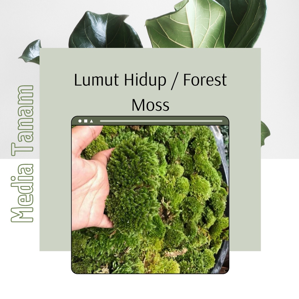 Media Tanam Lumut Hidup Forest Moss Media Tanam Lumut Hutan Murah