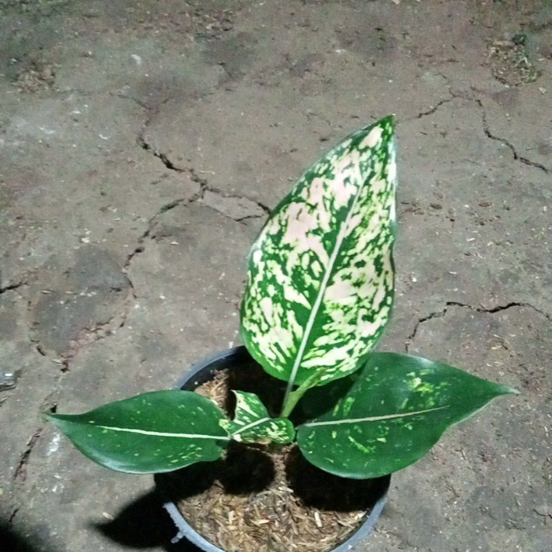 aglonema komkom orange/komkom Oren aglonema