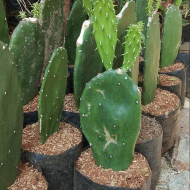 Tanaman hias kaktus centong - pohon kaktus - hiasan taman
