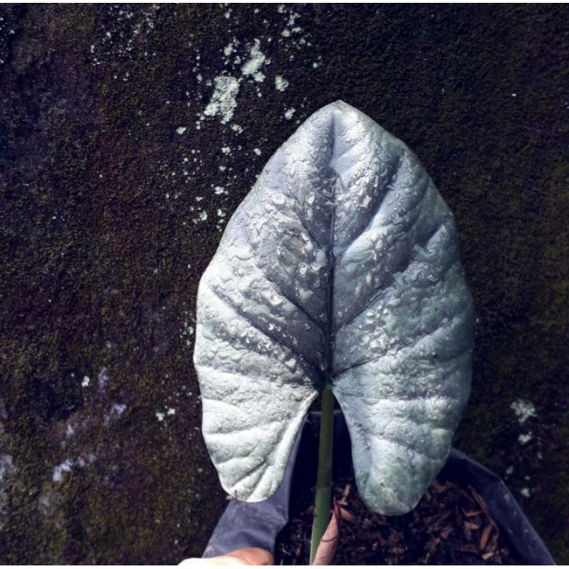 anakan alocasia reginae silver/imperialis