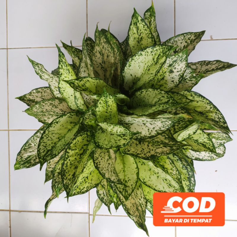 aglonema snow white rumpun 9