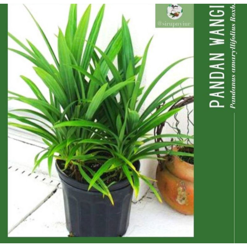 

BIBIT PANDAN WANGI/ DAUN SUJI