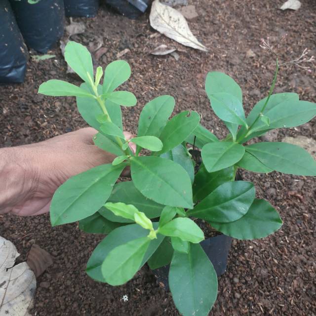 Tanaman Ginseng Jawa - Pohon Ginseng Hijau