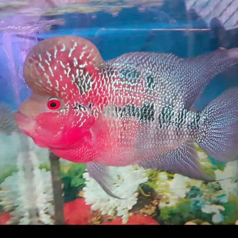 48+ Dekorasi Aquarium Ikan Louhan Terbaik