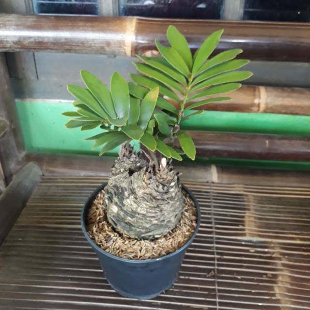 Tanaman Zamia Furfuracea