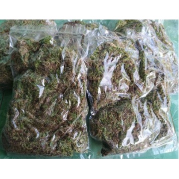 ♖Spagnum Moss Lokal/Moss Hutan moss basah Media tanam bunga