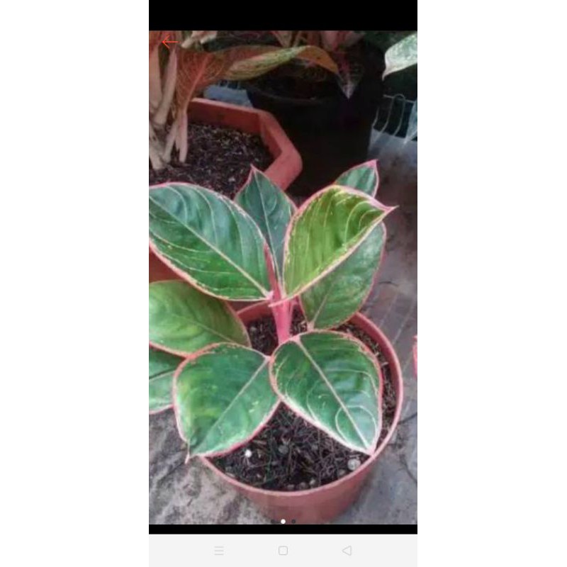 aglonema lipstik Tiger