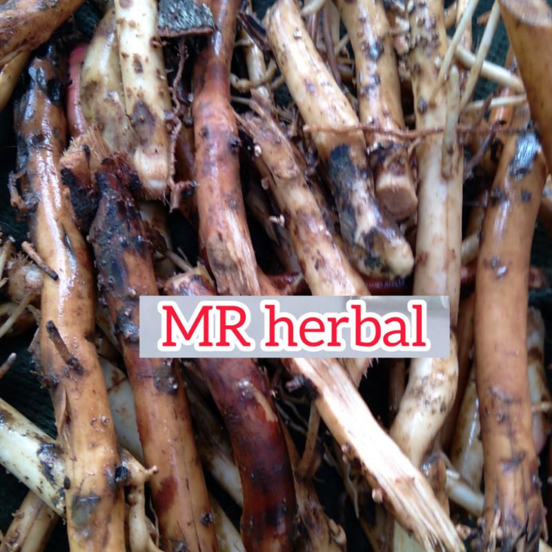 

Jual akar pinang segar per 300 gram