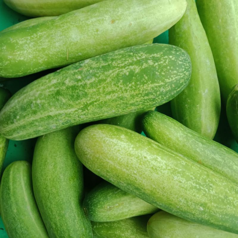 

TIMUN ACAR 500GR
