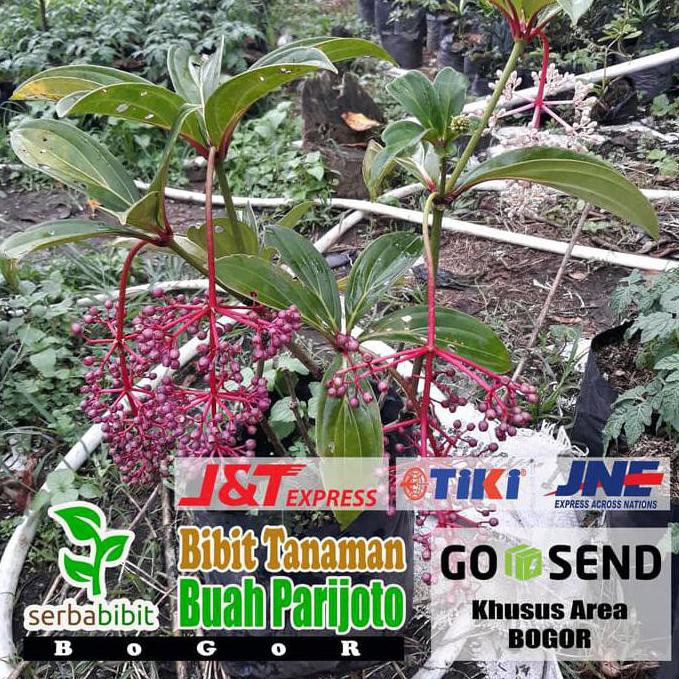 Bibit Tanaman Buah Parijoto Herbal - Sudah Berbuah Re5T0Ck Pr0Duk