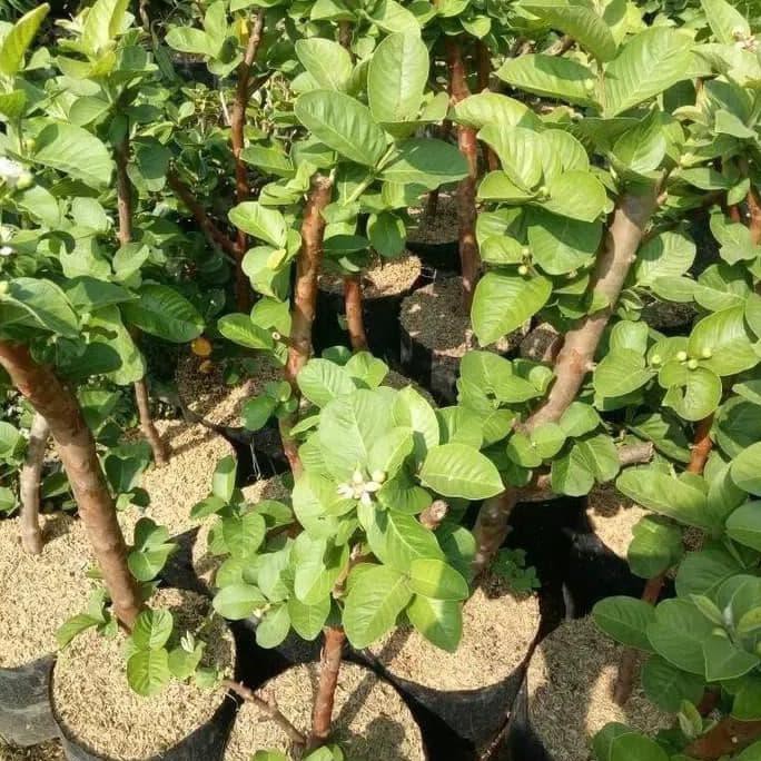Bibit Tanaman Buah Jambu Kristal Merah Cangkok Berbunga Atau Berbuah Terbaru