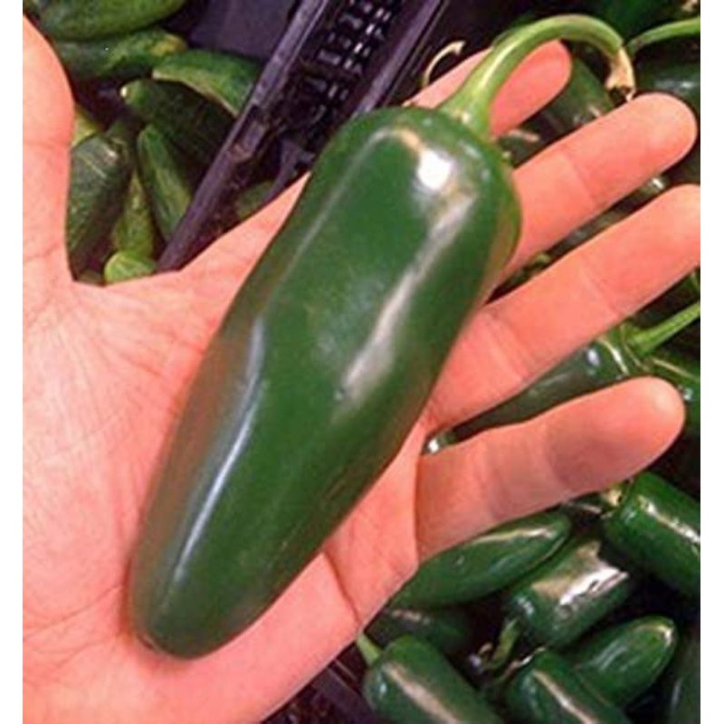 Benih CABE JALAPENO /Hot Pepper 1 biji