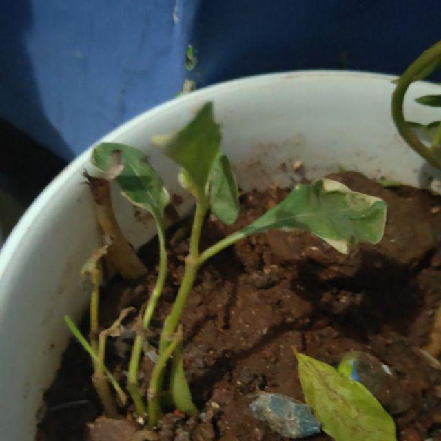 Tanaman Hias Krokot Putih - Kerokot Variegata