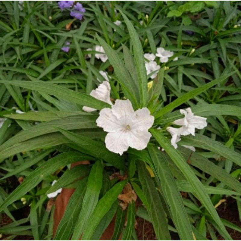 tanaman hias rawelia mini bunga putih