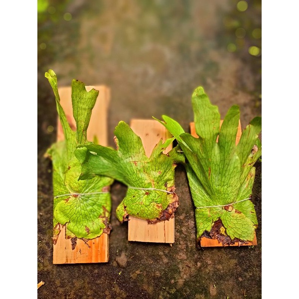 Platycerium wandae Papua