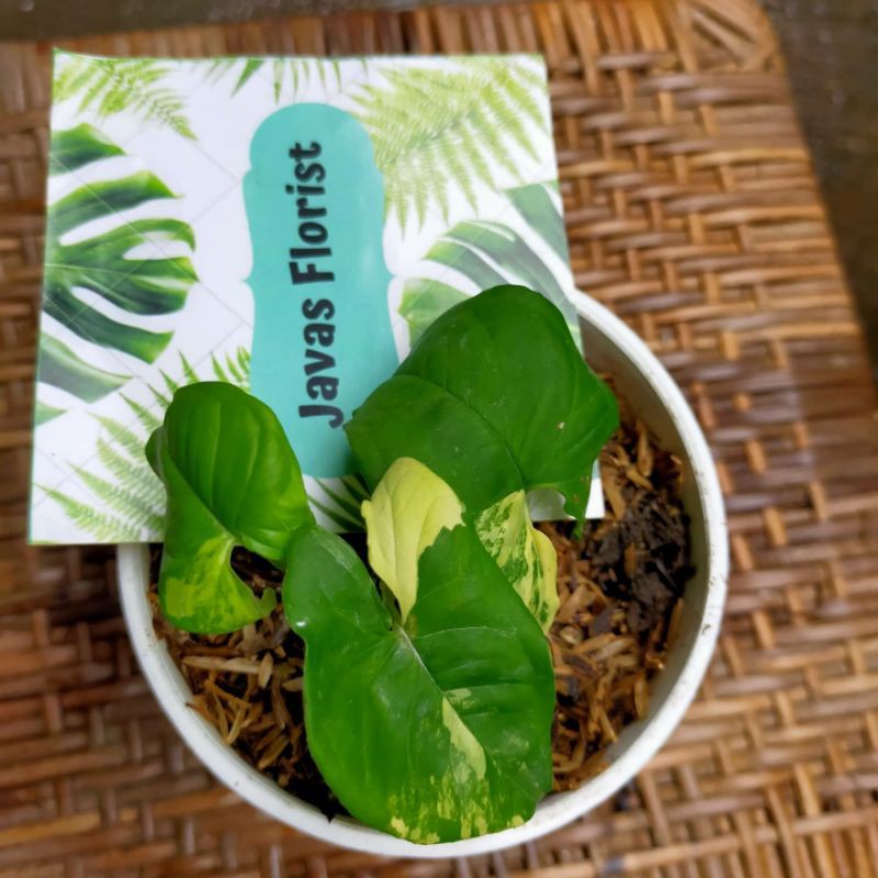 Syngonium Yellow Variegated