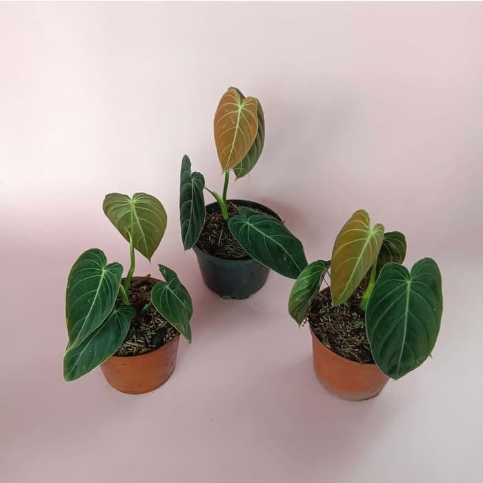 Jual Tanaman Hias Philodendron Melanochrysum Philodendron Melano Tanaman Hias Shopee Indonesia