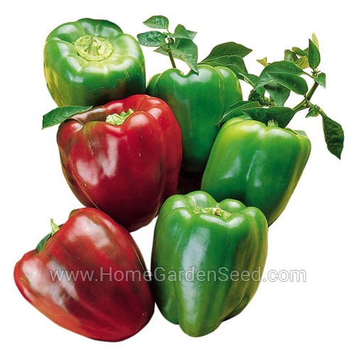 Benih Paprika California Wonder - Sweet Pepper - Home Garden Seed