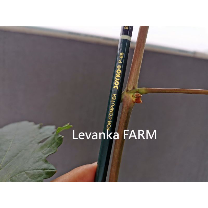 entres Anggur Trans, Transfiguration