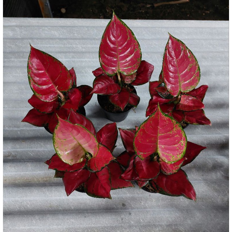 aglonema red queen 5pot / Aglonema murah / Aglonema cantik