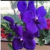 DEWASA Anggrek vanda Pachara Delight